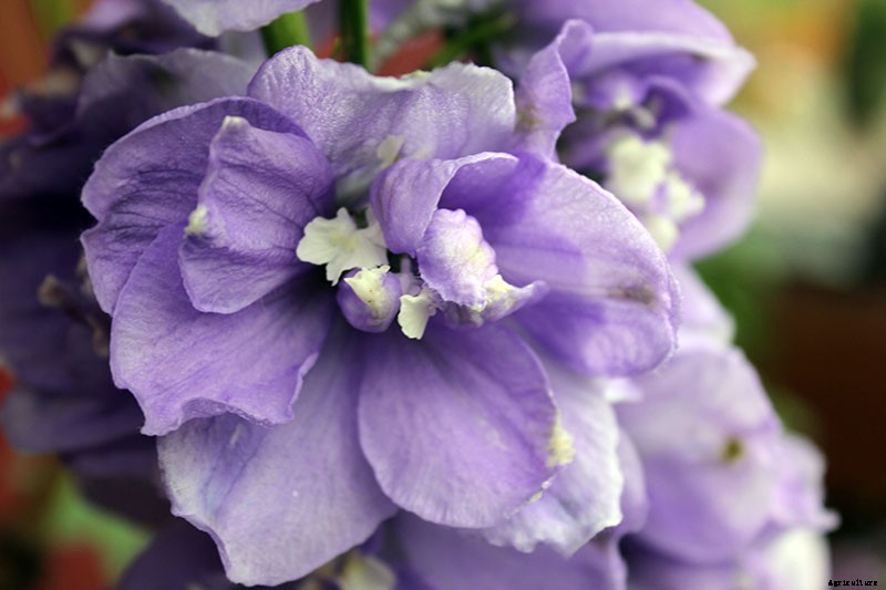 How to Grow and Care for Dreamy Delphiniums