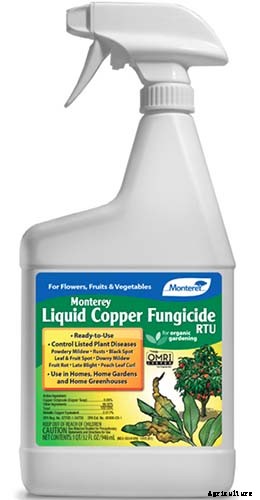 How to Grow and Care for Dreamy Delphiniums