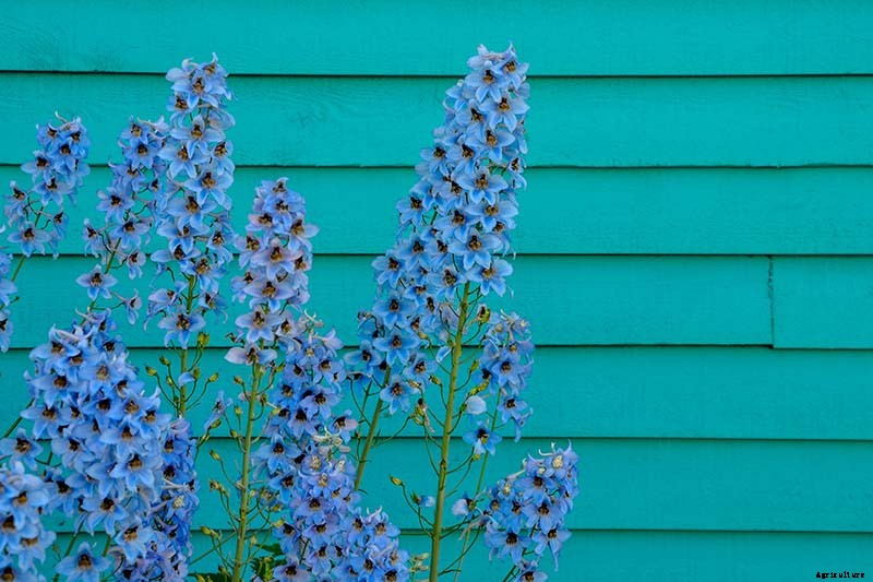 How to Grow and Care for Dreamy Delphiniums
