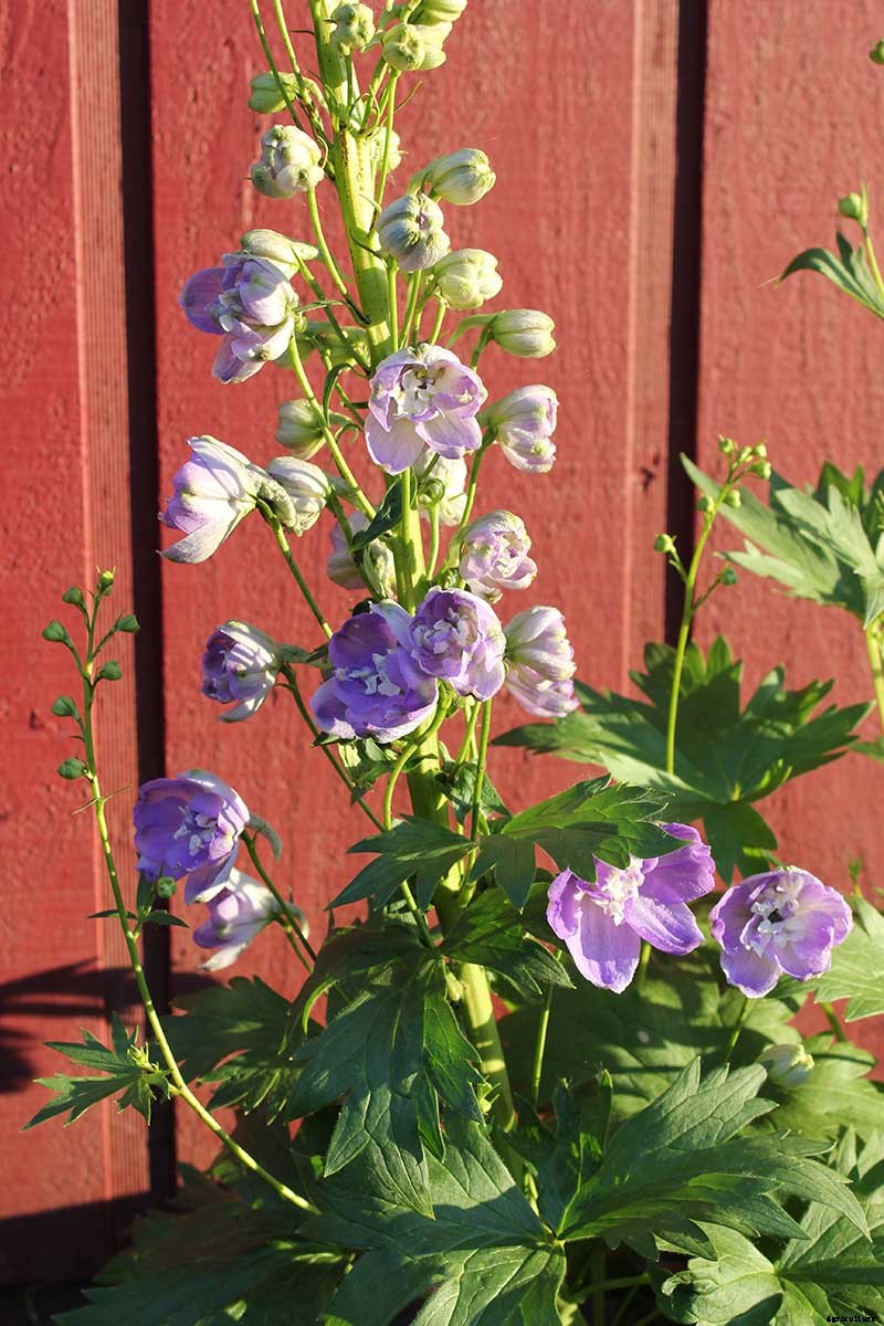 How to Grow and Care for Dreamy Delphiniums