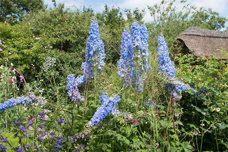 How to Grow and Care for Dreamy Delphiniums