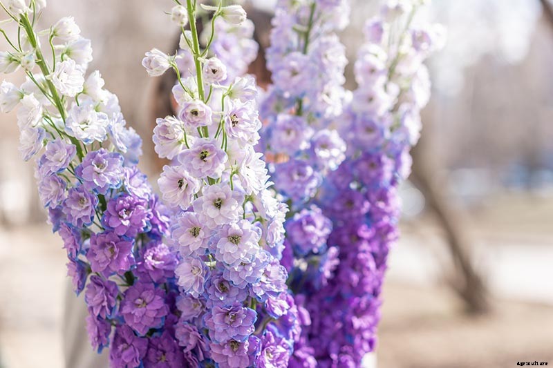 How to Grow and Care for Dreamy Delphiniums