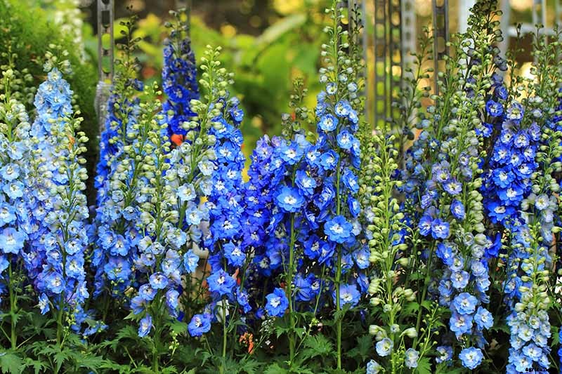 How to Grow and Care for Dreamy Delphiniums