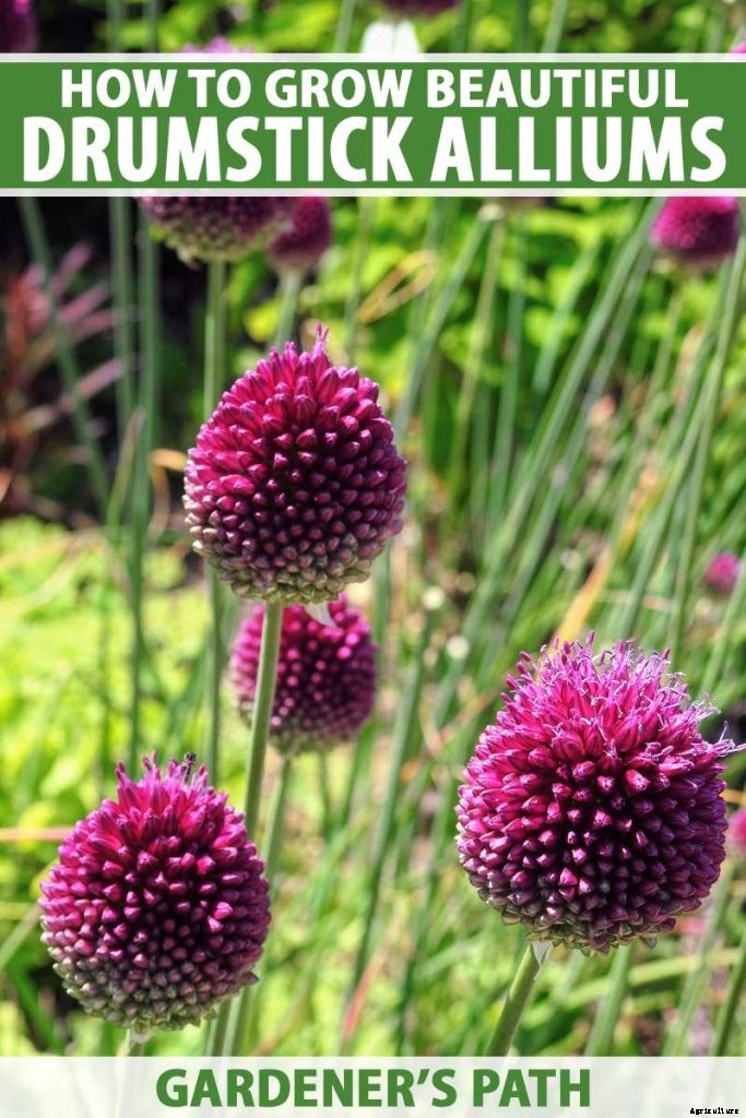 How to Grow and Care for Drumstick Allium Flowers