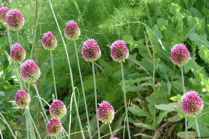 How to Grow and Care for Drumstick Allium Flowers