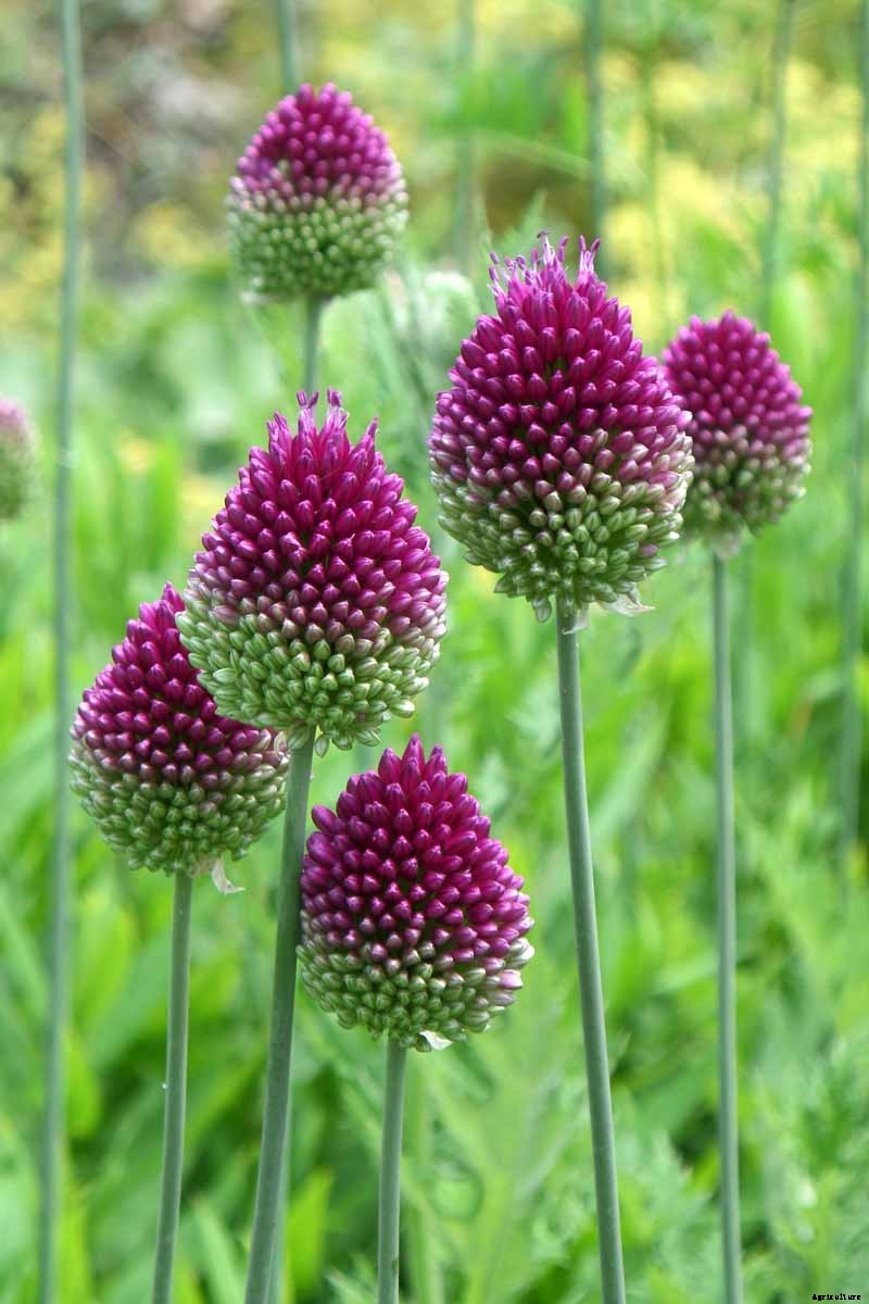 How to Grow and Care for Drumstick Allium Flowers