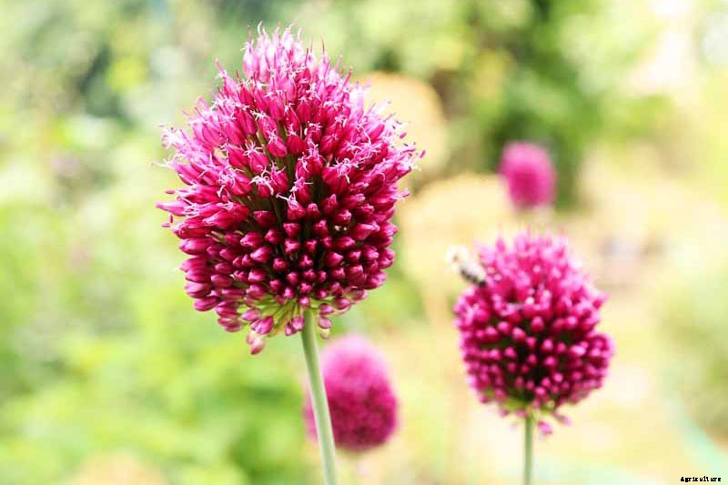 How to Grow and Care for Drumstick Allium Flowers