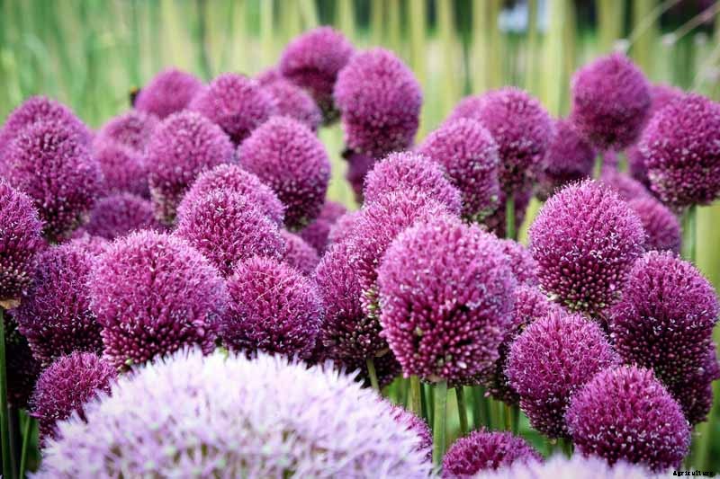 How to Grow and Care for Drumstick Allium Flowers