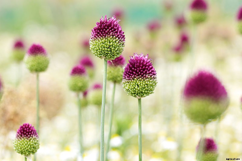How to Grow and Care for Drumstick Allium Flowers