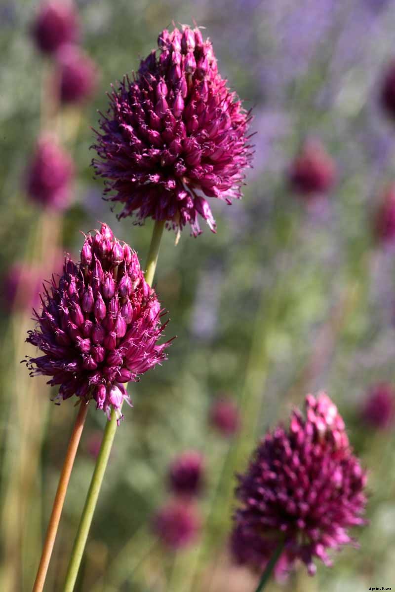 How to Grow and Care for Drumstick Allium Flowers