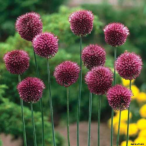 How to Grow and Care for Drumstick Allium Flowers
