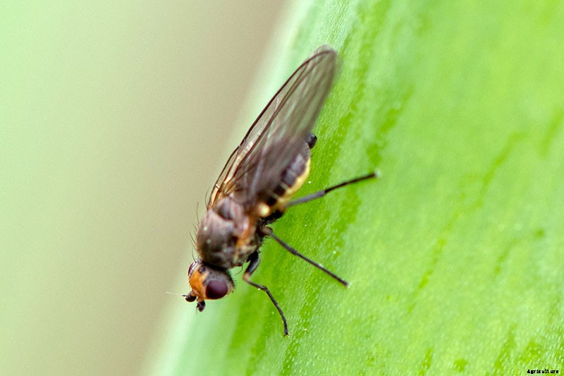 How to Grow and Care for Drumstick Allium Flowers