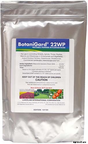 How to Grow and Care for Drumstick Allium Flowers