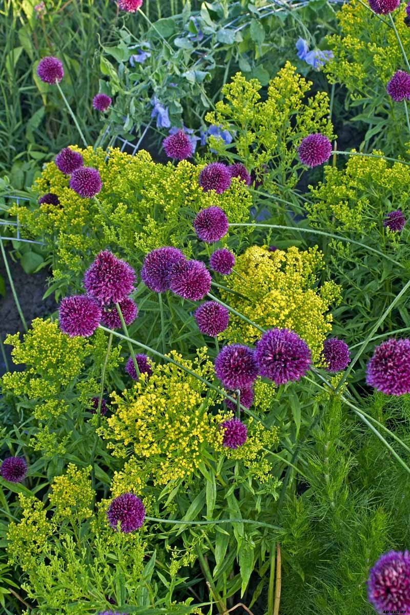 How to Grow and Care for Drumstick Allium Flowers