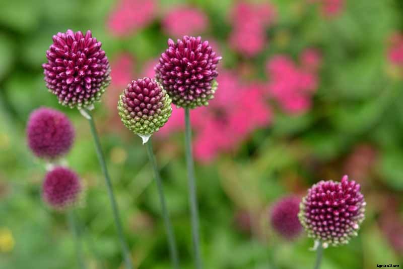 How to Grow and Care for Drumstick Allium Flowers
