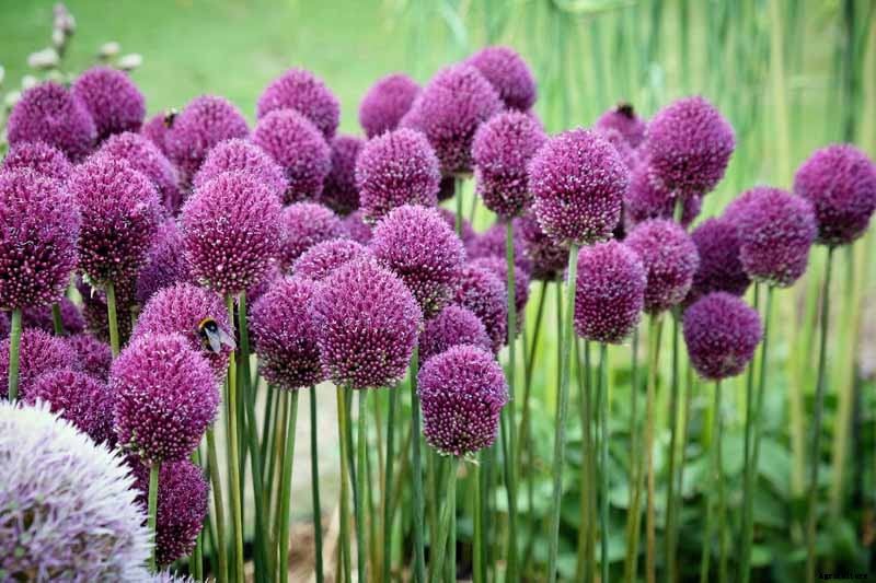 How to Grow and Care for Drumstick Allium Flowers
