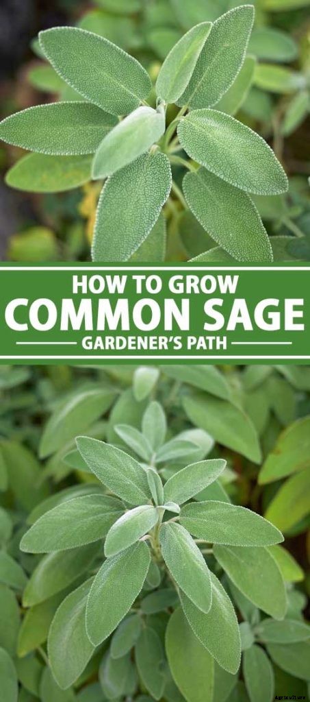Grow Common Sage, a Mediterranean Culinary Staple