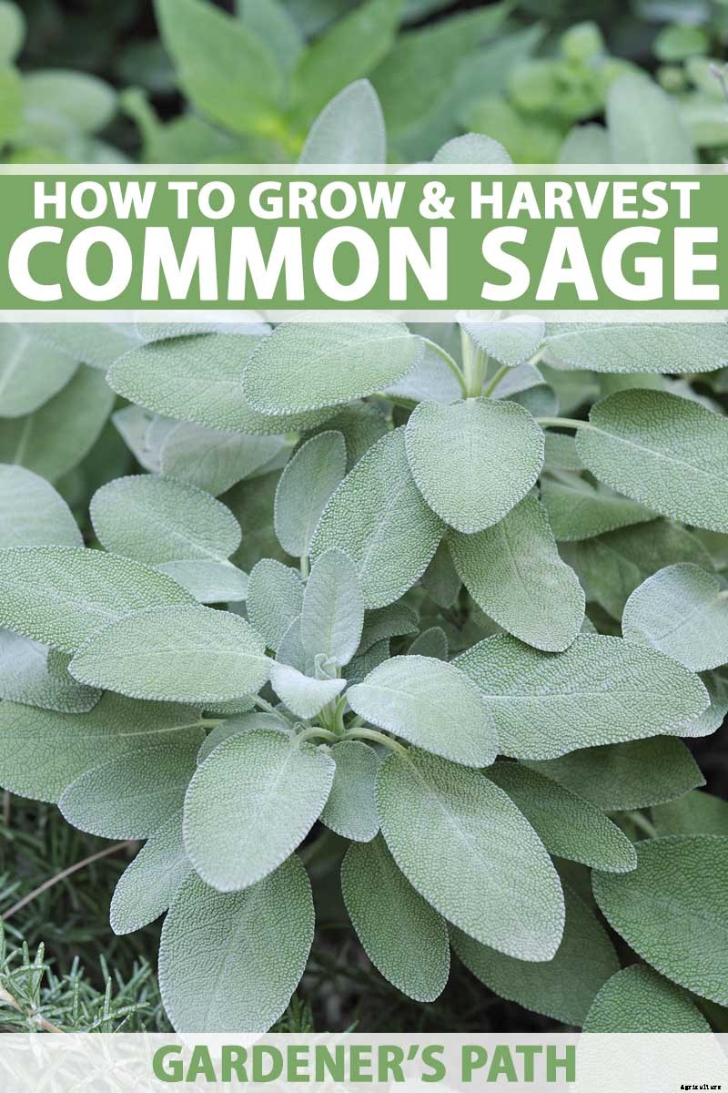 Grow Common Sage, a Mediterranean Culinary Staple