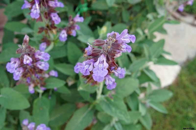 Grow Common Sage, a Mediterranean Culinary Staple