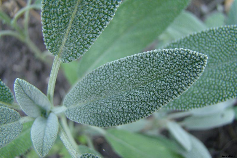 Grow Common Sage, a Mediterranean Culinary Staple