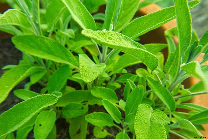 Grow Common Sage, a Mediterranean Culinary Staple