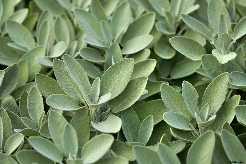 Grow Common Sage, a Mediterranean Culinary Staple