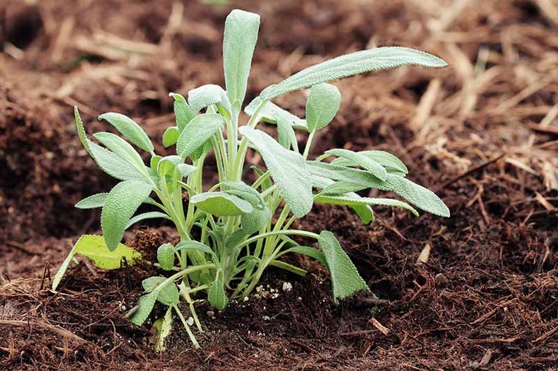 Grow Common Sage, a Mediterranean Culinary Staple