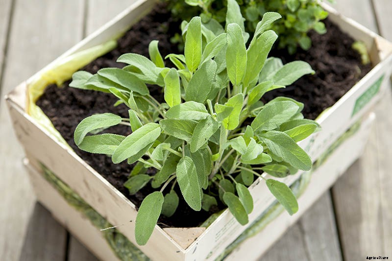 Grow Common Sage, a Mediterranean Culinary Staple