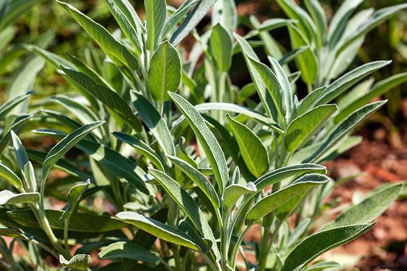 Grow Common Sage, a Mediterranean Culinary Staple