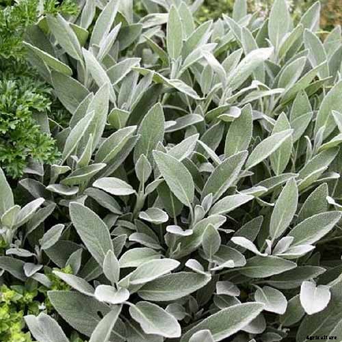 Grow Common Sage, a Mediterranean Culinary Staple