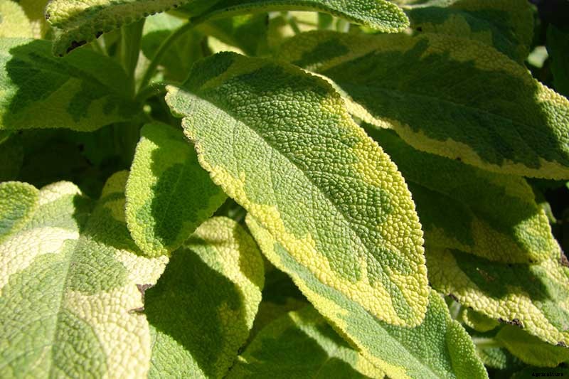Grow Common Sage, a Mediterranean Culinary Staple