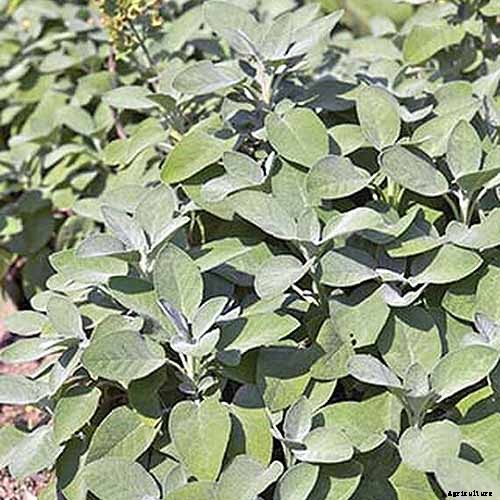 Grow Common Sage, a Mediterranean Culinary Staple
