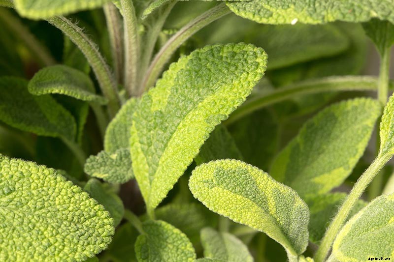 Grow Common Sage, a Mediterranean Culinary Staple