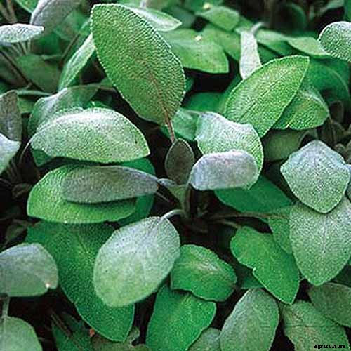 Grow Common Sage, a Mediterranean Culinary Staple