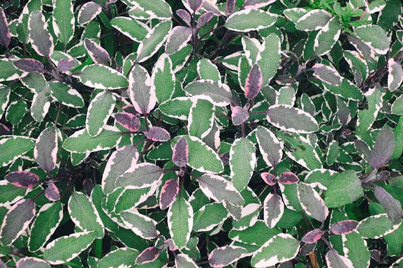 Grow Common Sage, a Mediterranean Culinary Staple