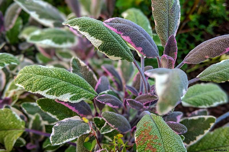 Grow Common Sage, a Mediterranean Culinary Staple