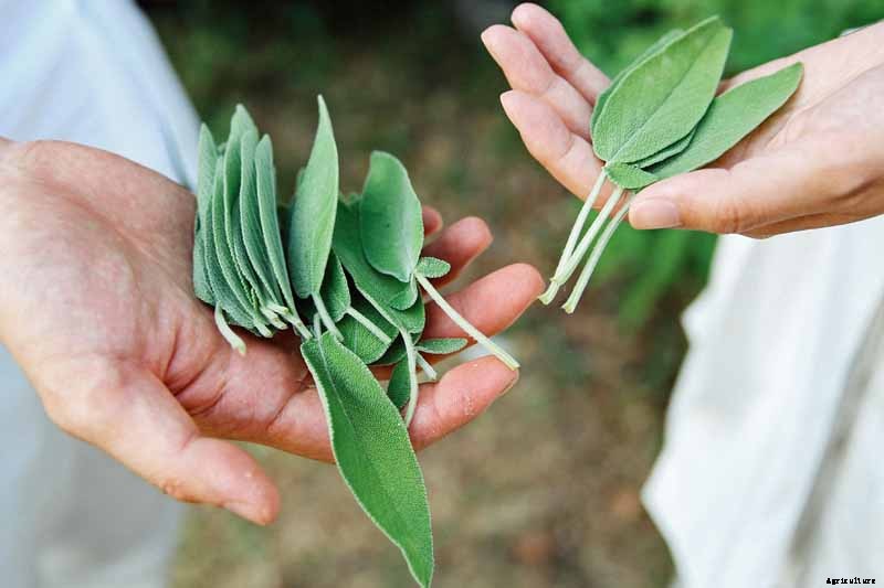 Grow Common Sage, a Mediterranean Culinary Staple