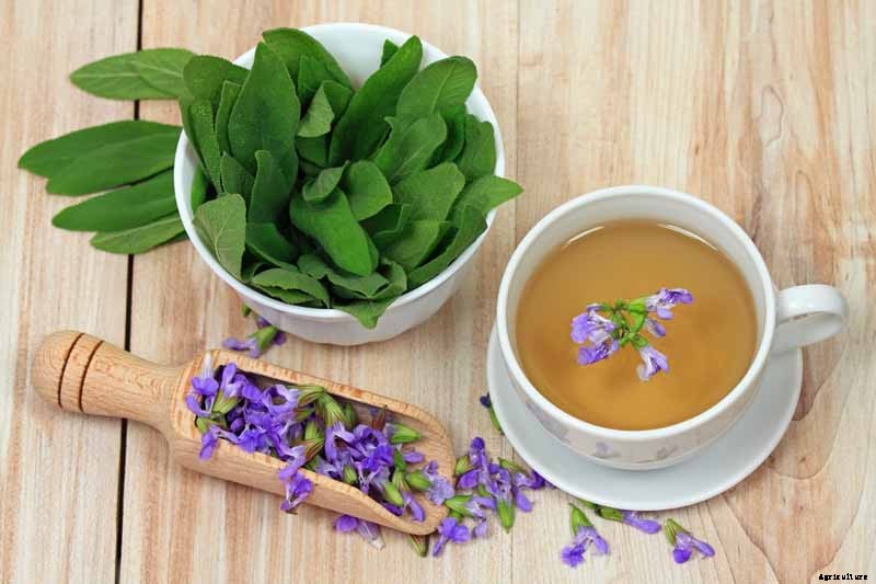 Grow Common Sage, a Mediterranean Culinary Staple