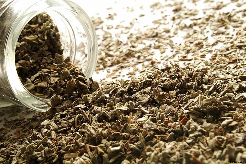 Grow Common Sage, a Mediterranean Culinary Staple