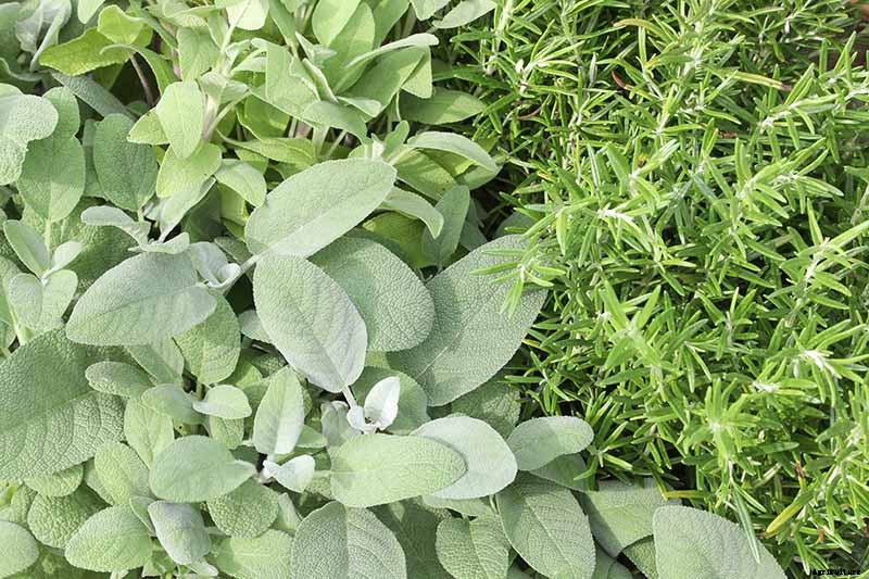 Grow Common Sage, a Mediterranean Culinary Staple