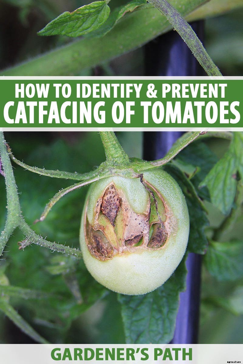 How to Identify and Prevent Catfacing of Tomatoes