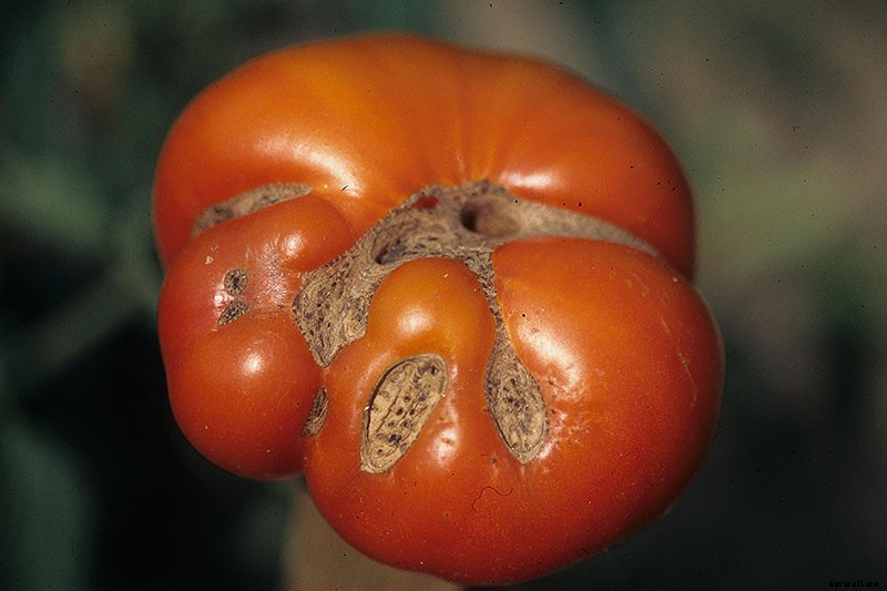 How to Identify and Prevent Catfacing of Tomatoes