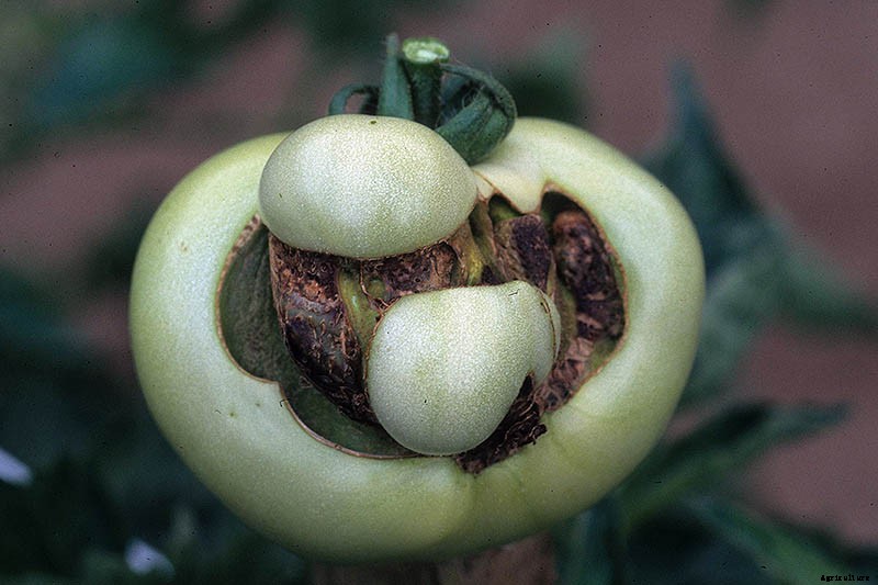 How to Identify and Prevent Catfacing of Tomatoes