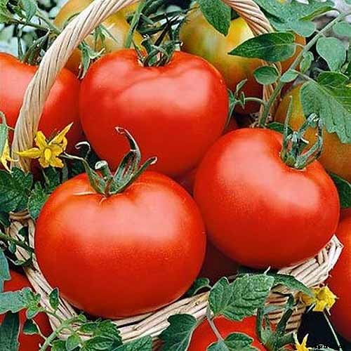 How to Identify and Prevent Catfacing of Tomatoes