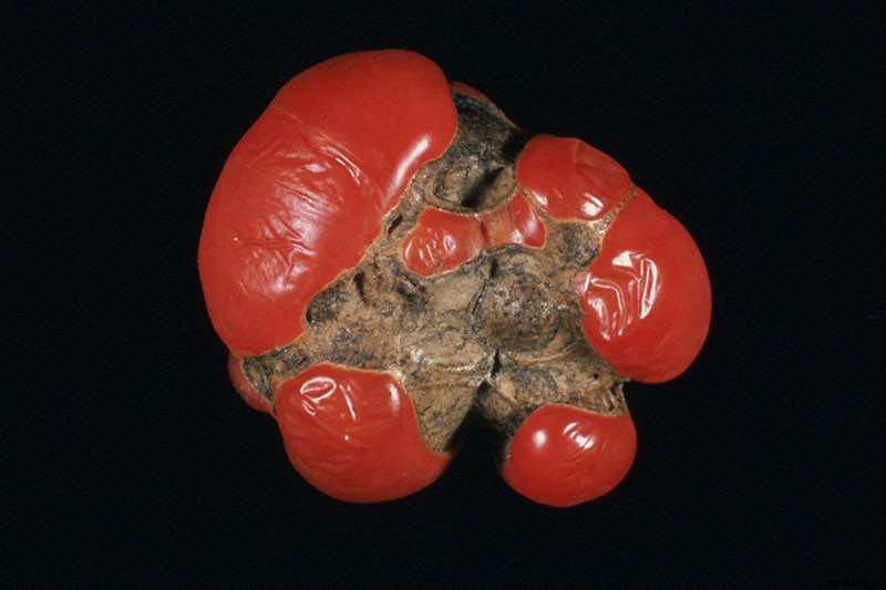 How to Identify and Prevent Catfacing of Tomatoes