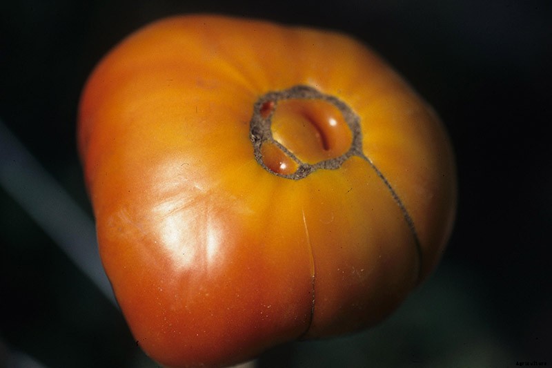 How to Identify and Prevent Catfacing of Tomatoes