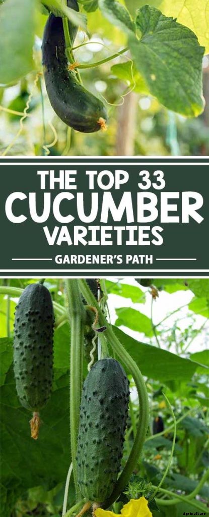 Top 33 Cucumber Varieties to Grow at Home