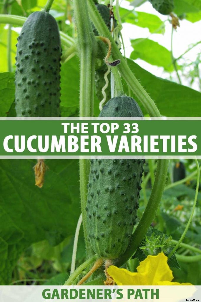 Top 33 Cucumber Varieties to Grow at Home