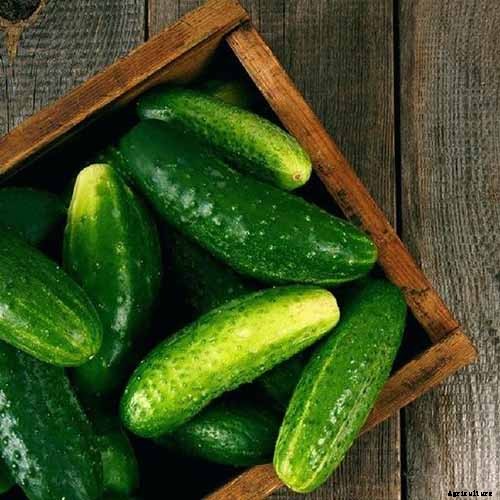 Top 33 Cucumber Varieties to Grow at Home