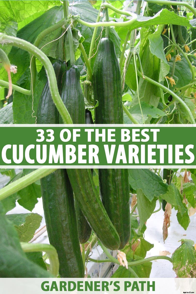 Top 33 Cucumber Varieties to Grow at Home